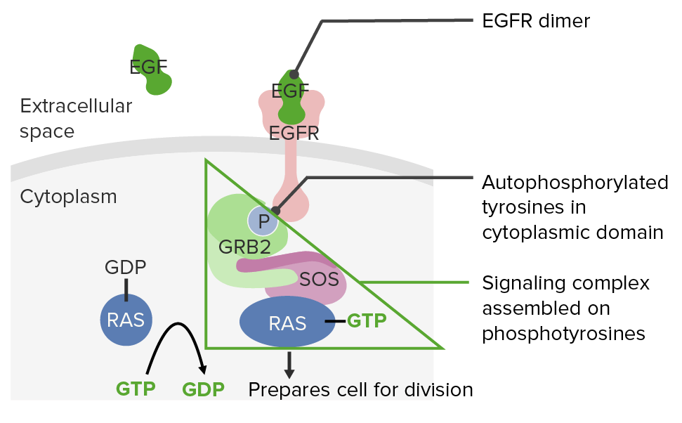 Epidermal growth factor (egf) binds to egf receptor (egfr)