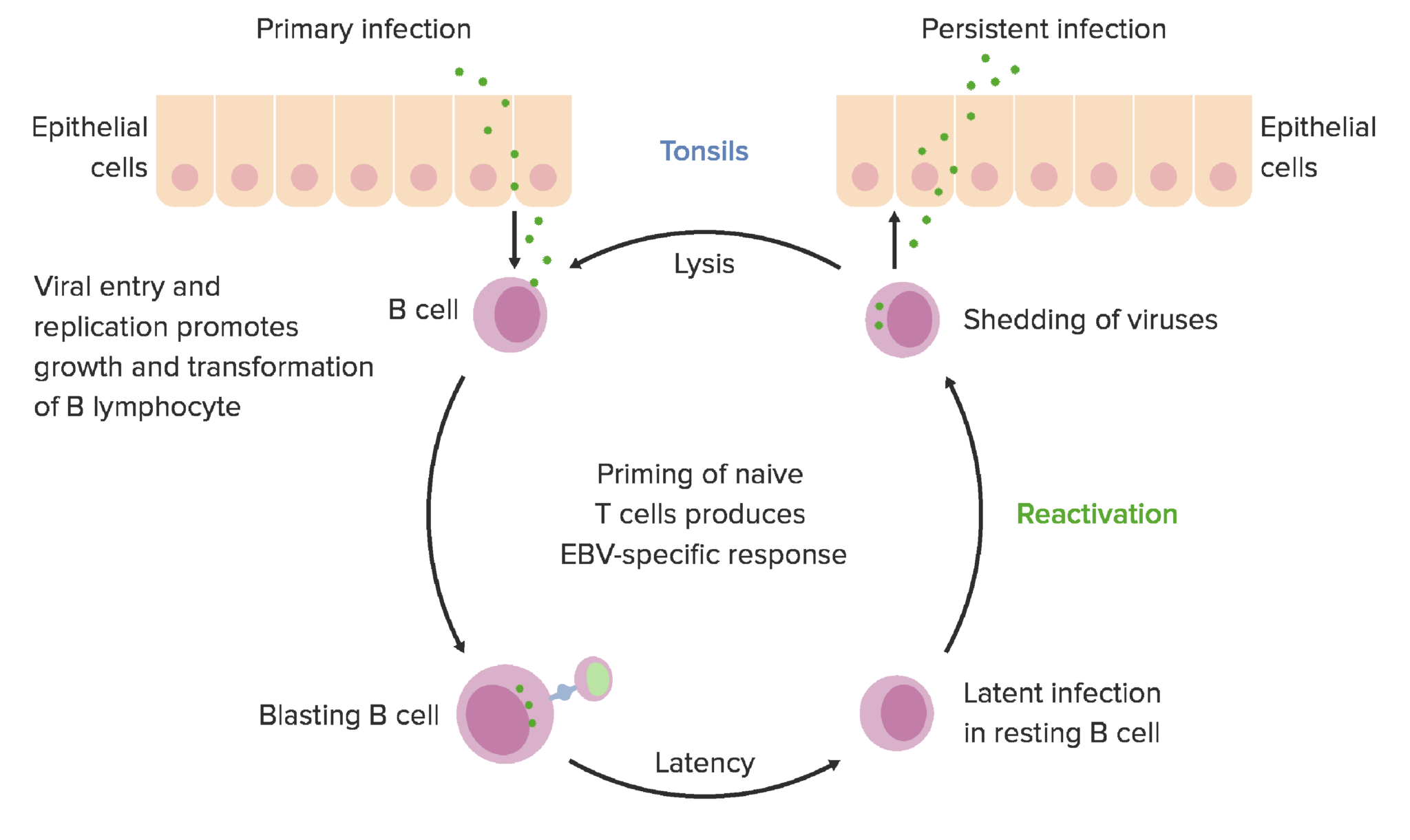 Epstein-Barr Virus | Concise Medical Knowledge