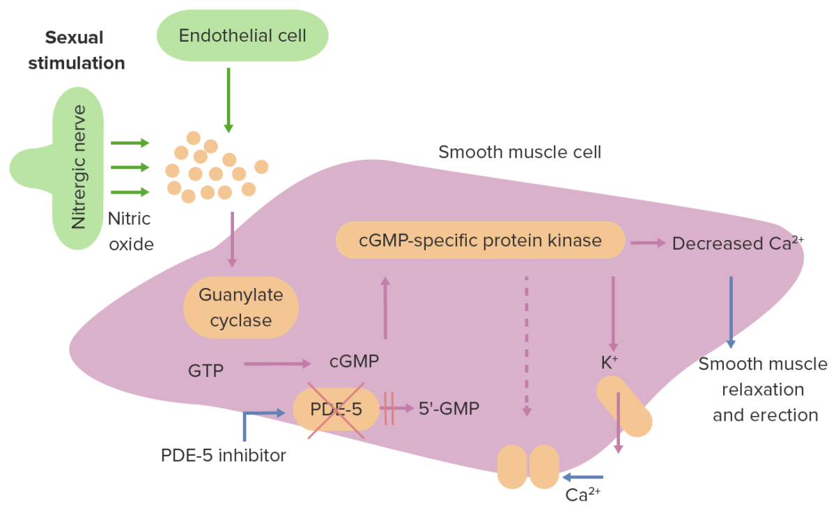 Erectile dysfunction pathogenesis