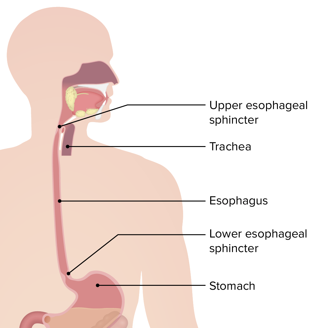 Esophagus anatomy