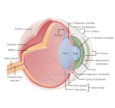 Cataracts in Children | Concise Medical Knowledge