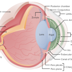 Essential anatomy of the eye illustration