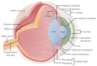 Essential anatomy of the eye illustration