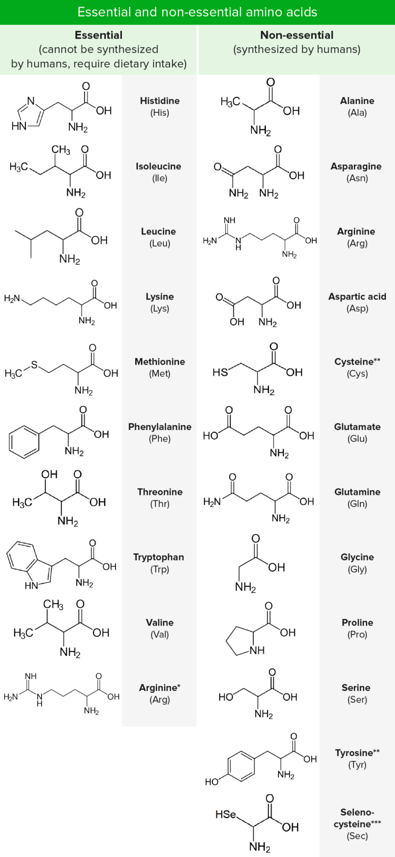 Basics of Amino Acids | Concise Medical Knowledge