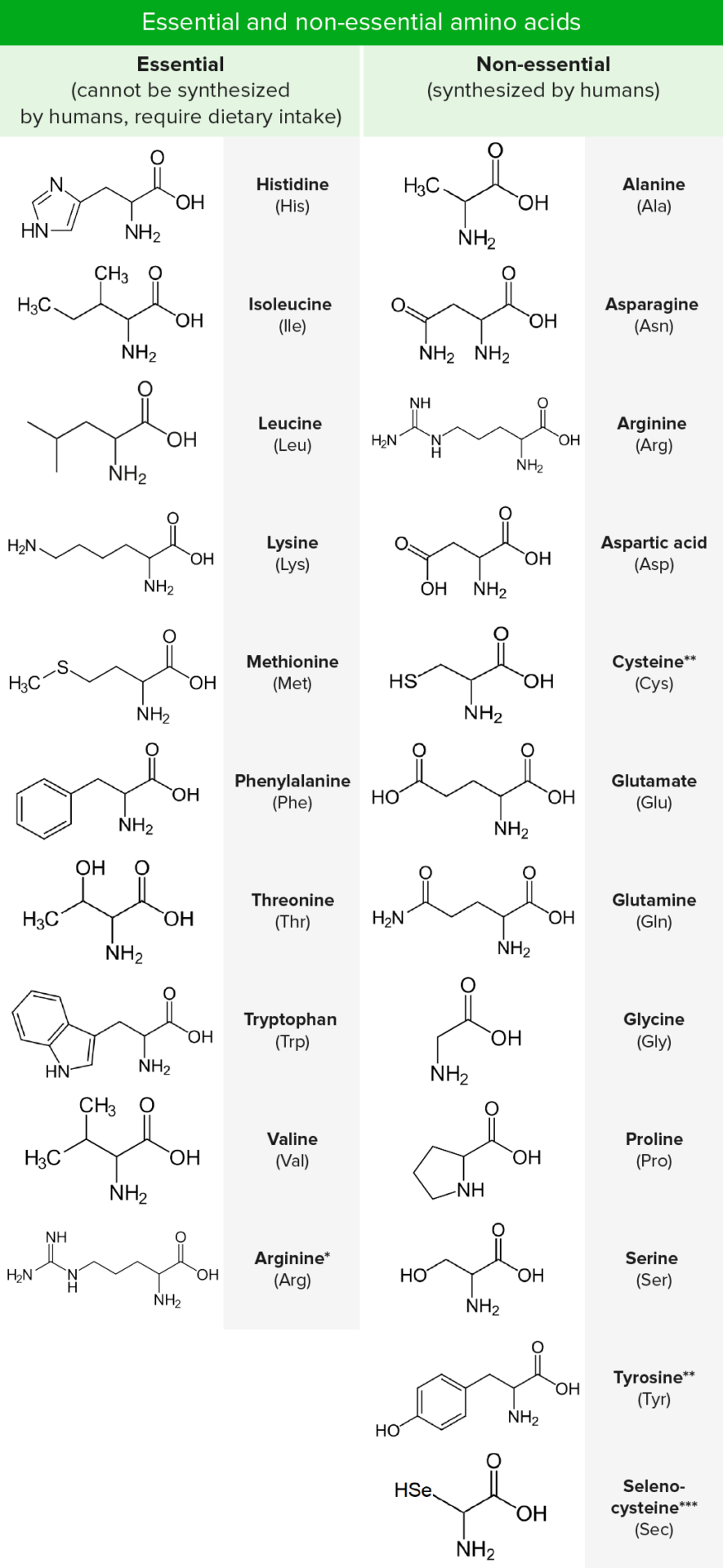 Basics Of Amino Acids Concise Medical Knowledge