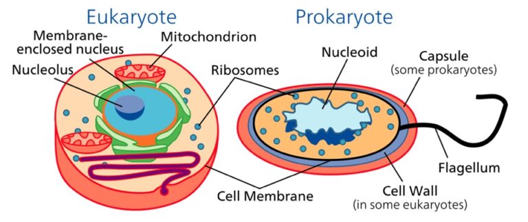 Structure Of Prokaryotes And Eukaryotes My XXX Hot Girl