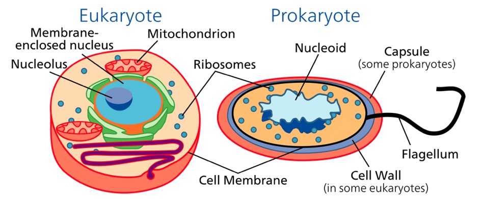 Eucariotas vs procariotas