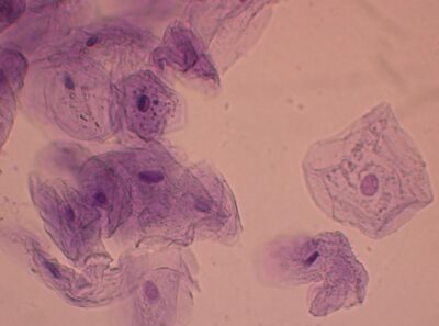 The Cell: Organelles | Concise Medical Knowledge