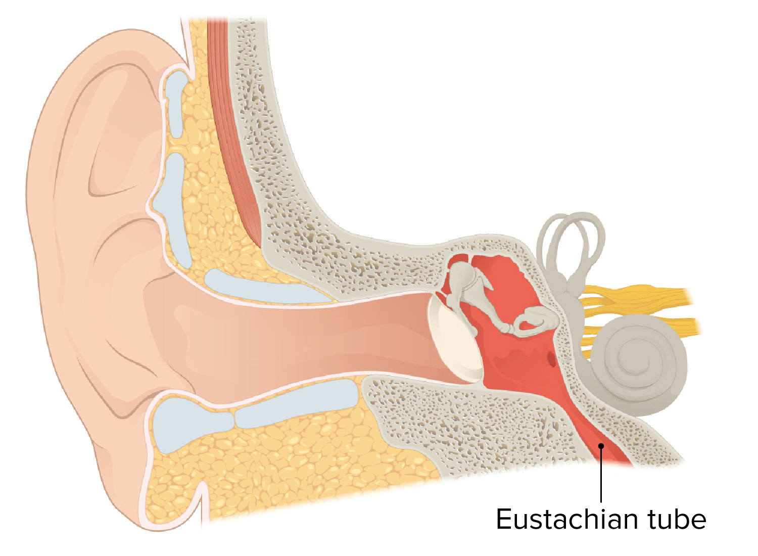 Ear Anatomy Concise Medical Knowledge