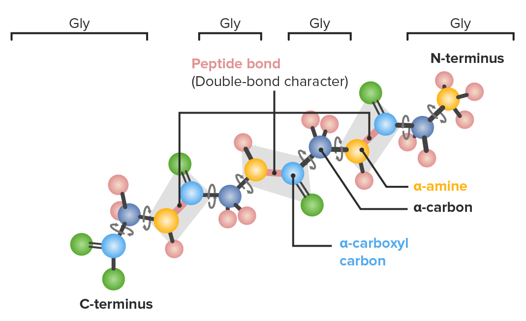 Ejemplo de un polipéptido con cuatro glicina