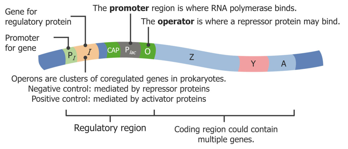 Example of a prokaryotic operon
