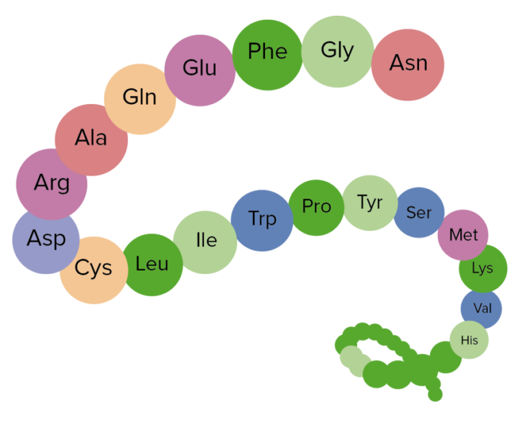 download primary structure of protein