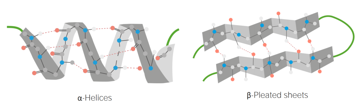 Ejemplos de hélices α y láminas plegadas β