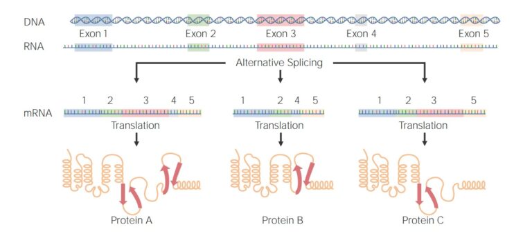 Post-transcriptional Modifications (RNA Processing) | Concise Medical ...