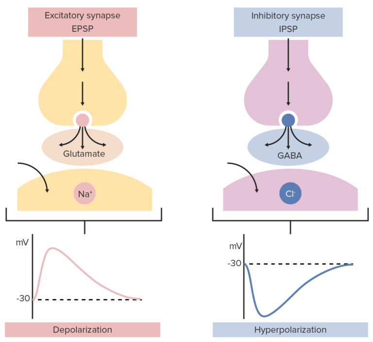 Sinapsis Y Neurotransmisión | Concise Medical Knowledge