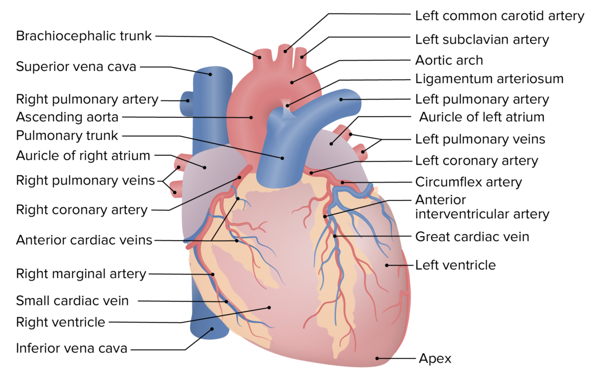 External anatomy of the heart: anterior view