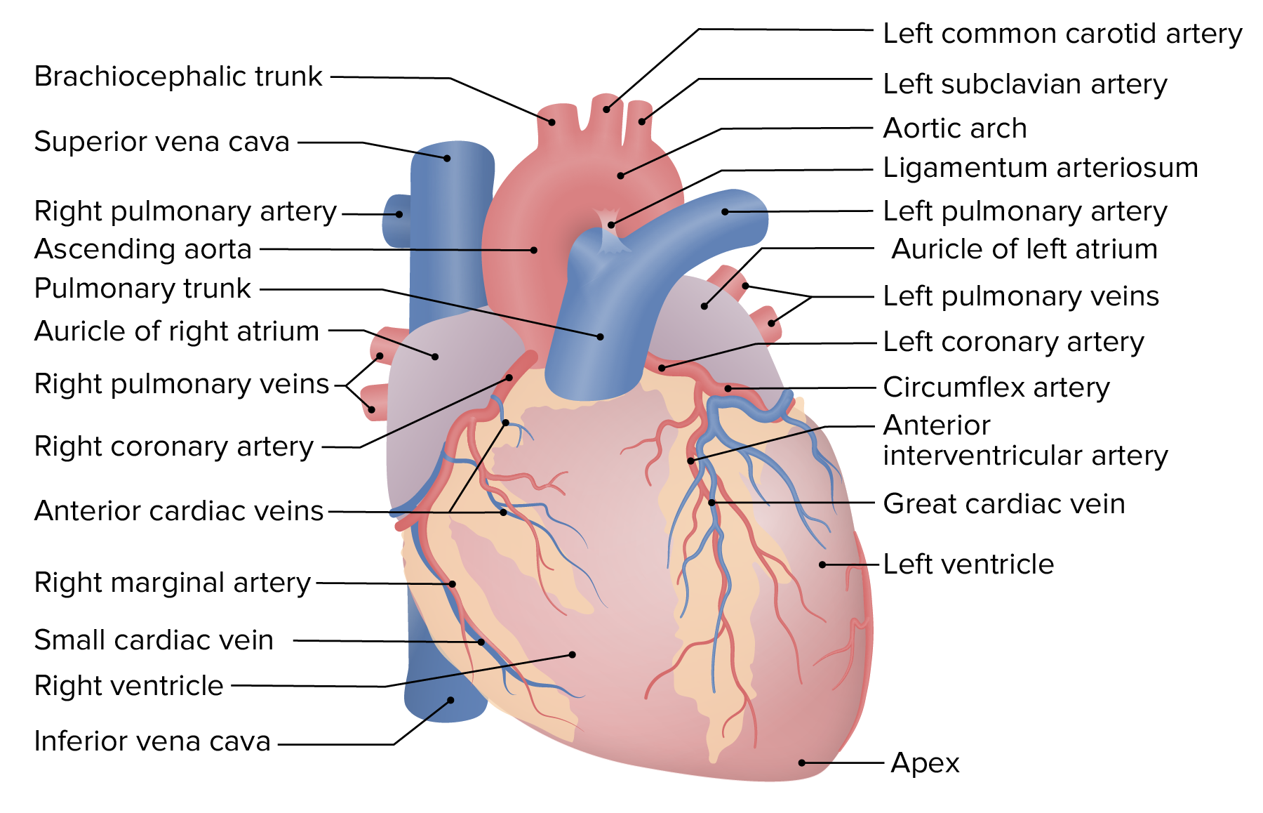 arteries of the heart diagram