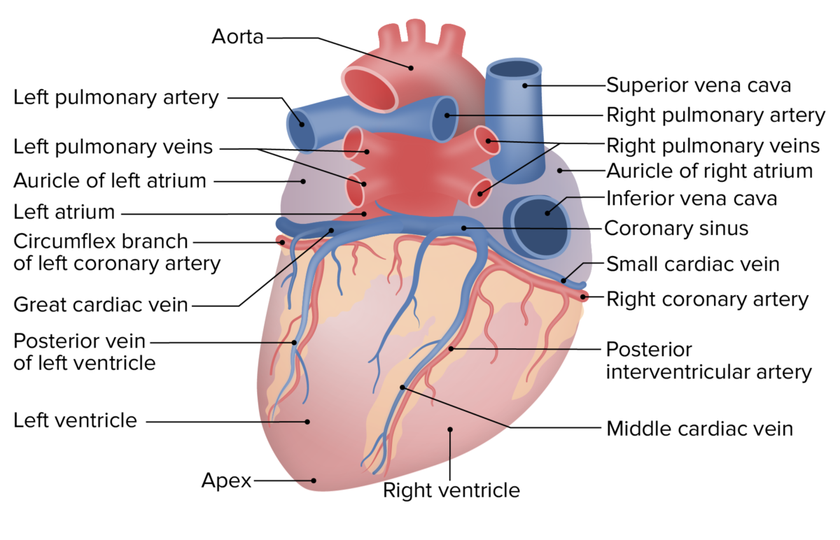 External anatomy of the heart: posterior view