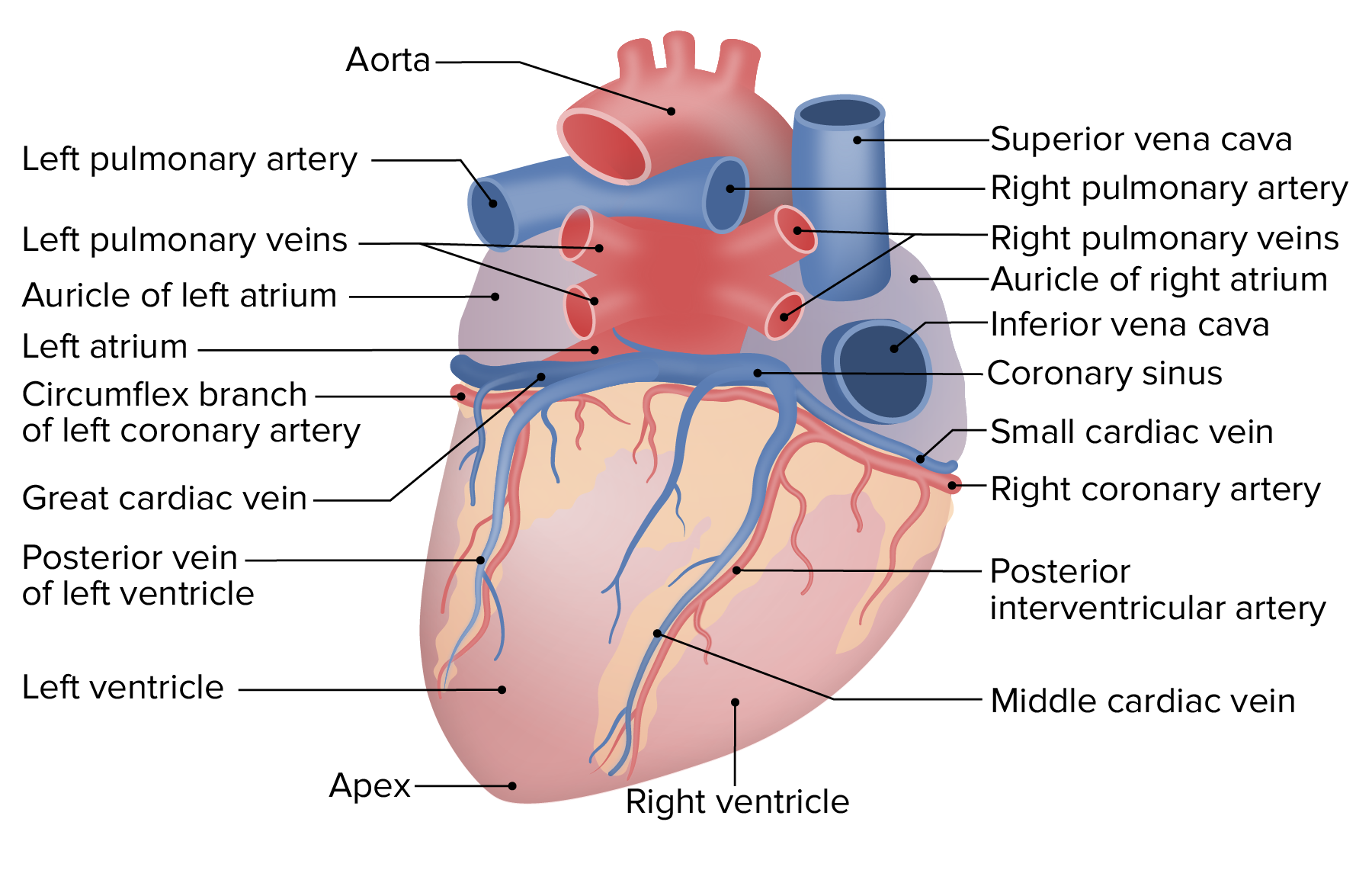 arteries and veins diagram heart