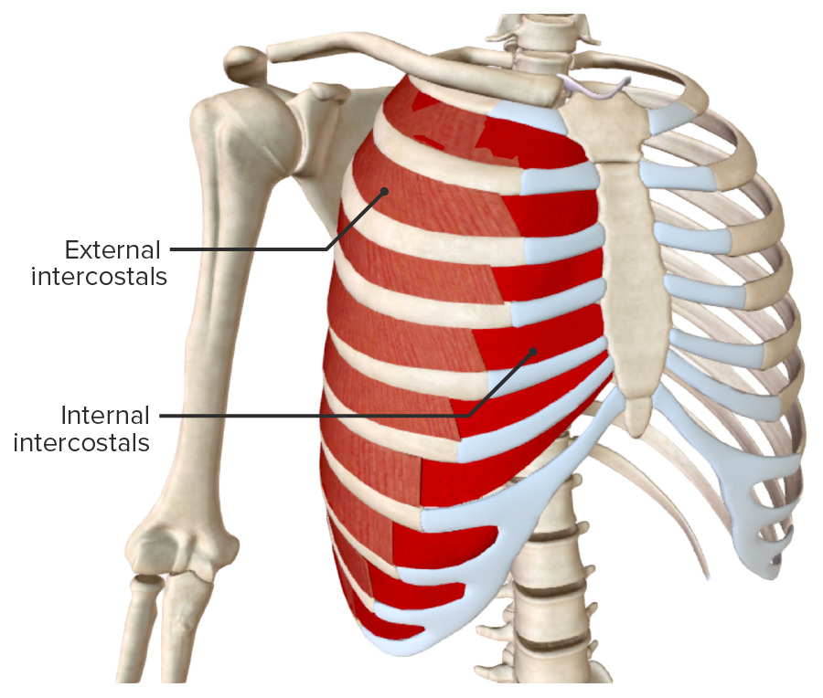 External and internal intercostal muscles