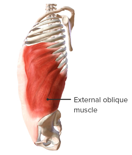 External oblique muscle