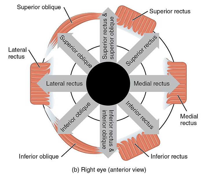 Extraocular muscles