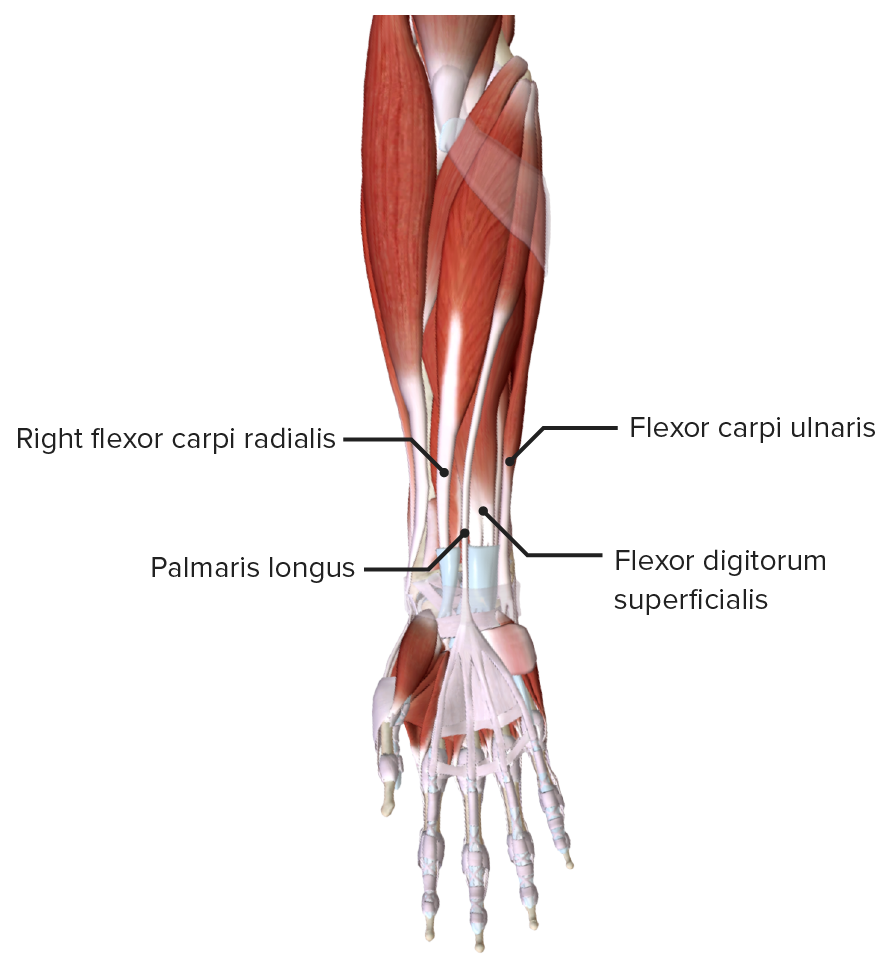 Musculos Flexores Do Punho - BRAINCP