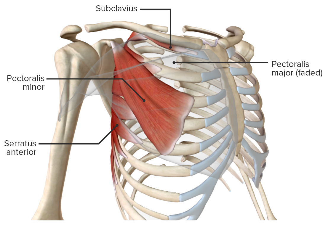 Extrinsic muscles of the chest wall