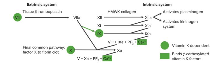 Hemostasis | Concise Medical Knowledge