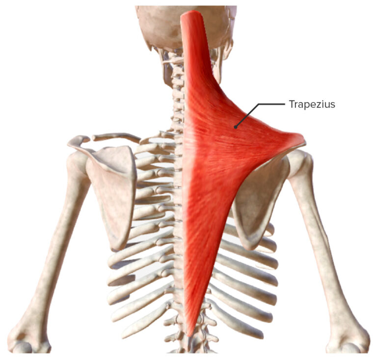 Extrinsic Back Muscles