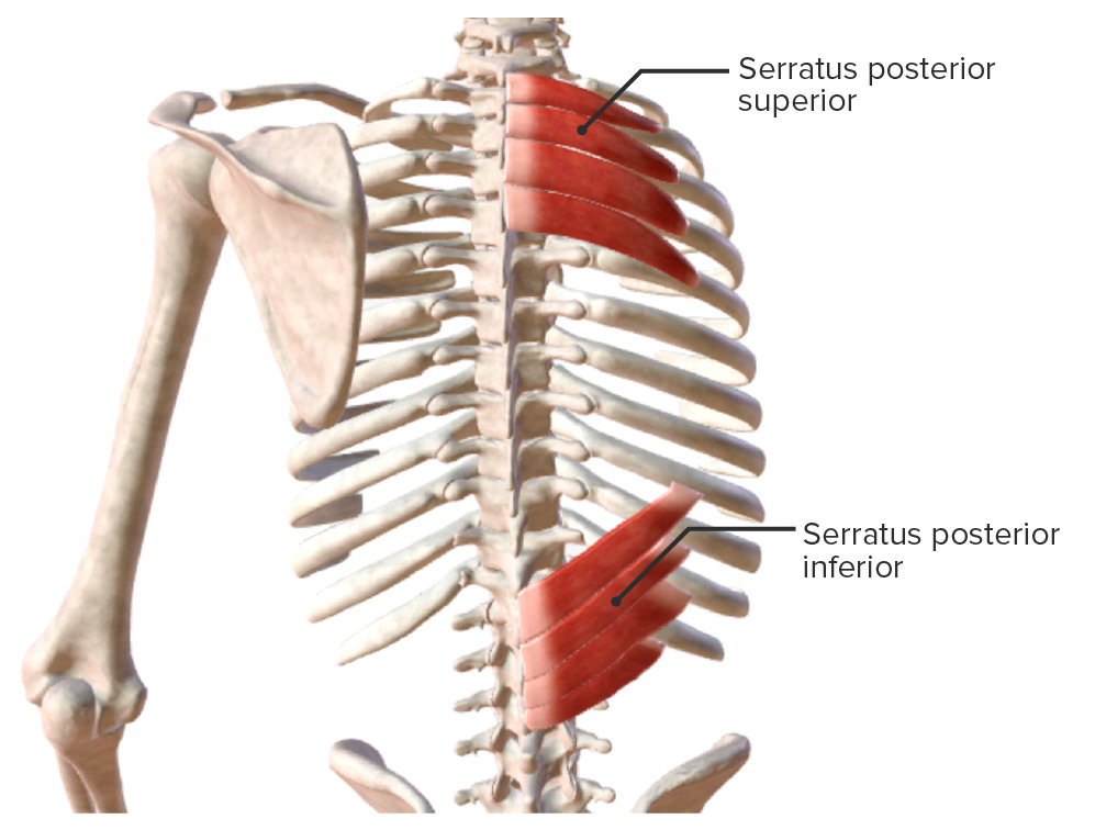 Extrinsic back muscles - intermediate muscles (serratus posterior superior and serratus posterior inferior) biodigital