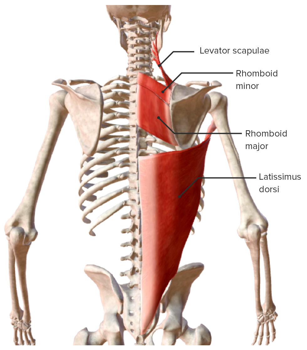 Extrinsic back muscles - superficial muscles (latissimus dorsi, rhomboid major, rhomboid minor, and levator scapulae) biodigital