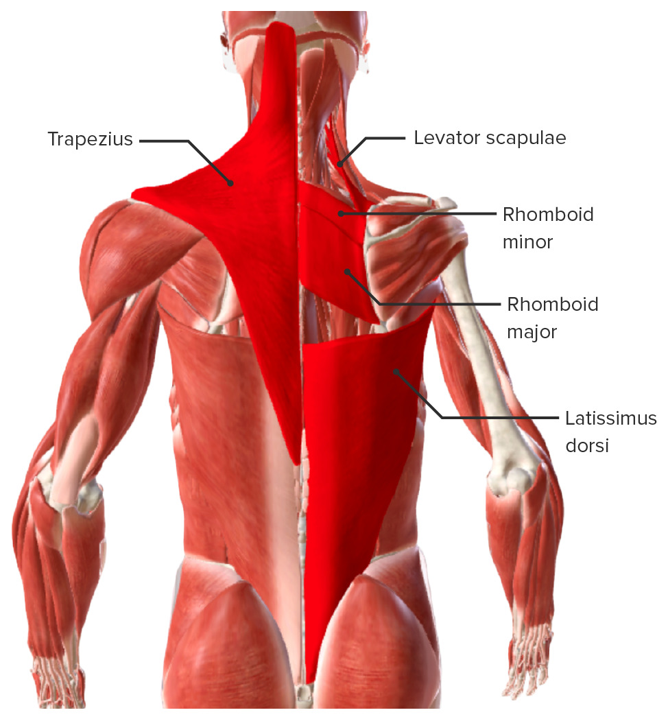 cervical spine posterior muscles