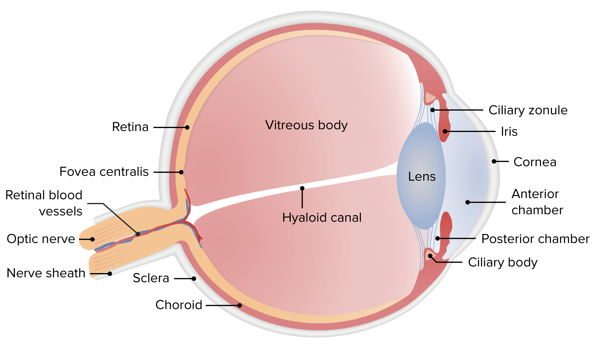 Normal Retinal Anatomy - The Retina Reference