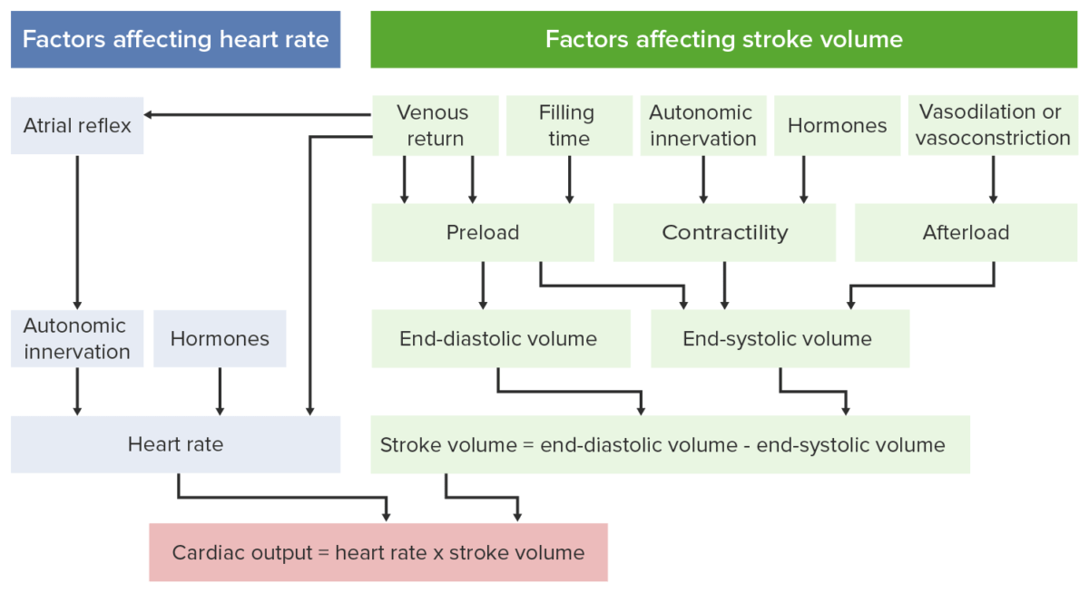 Factors in cardiac output