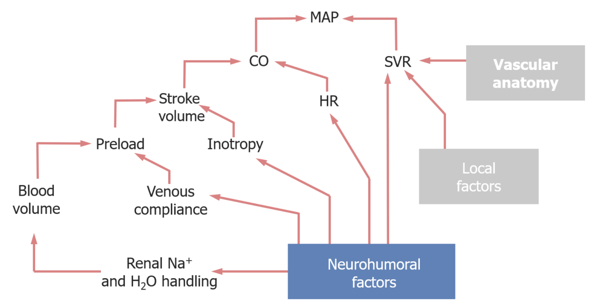 Factors that affect the mean arterial pressure map