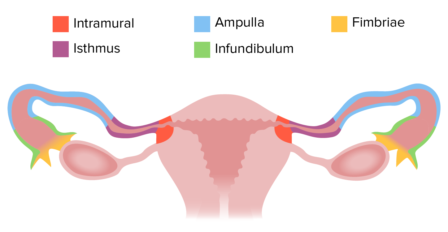 Fallopian tube - Wikipedia