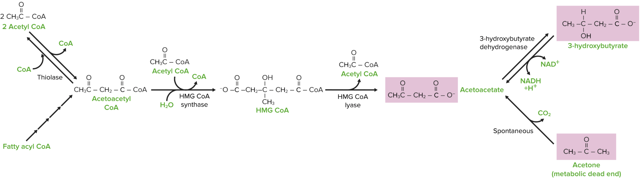Fatty Acid Metabolism | Concise Medical Knowledge