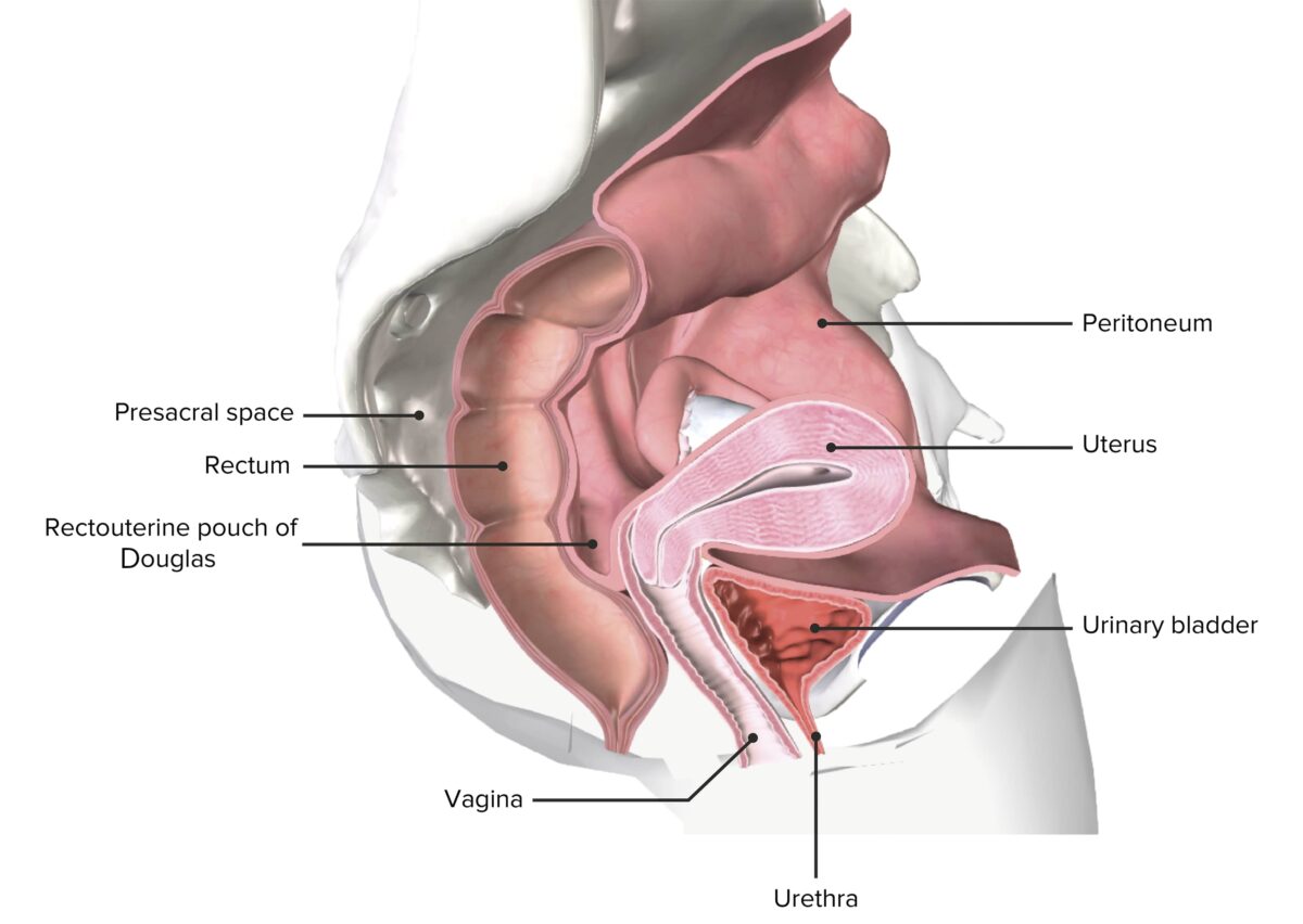 Sección transversal de la pelvis femenina