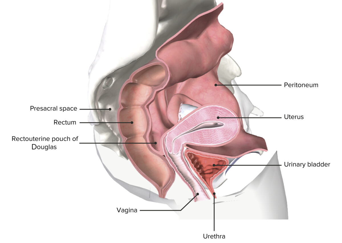 Female pelvis cross section
