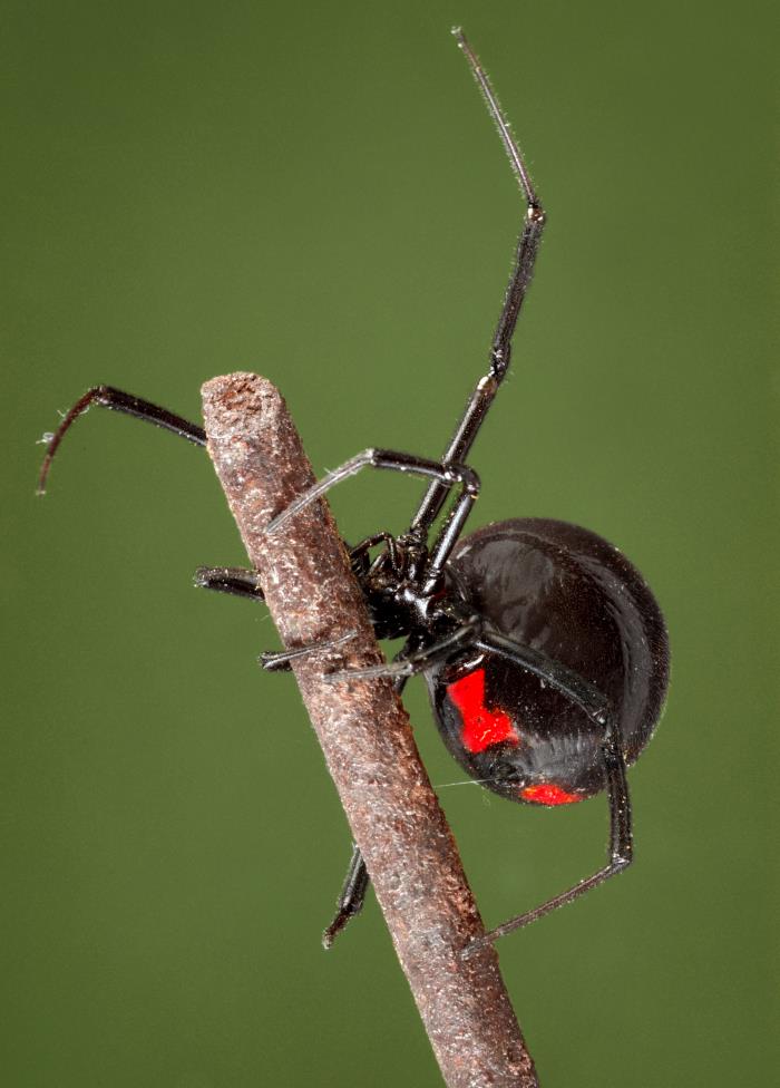 Black Widow Spider Bite Treatment Emedicine - MyraRedford