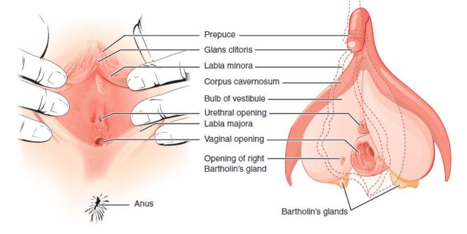 Órgãos genitais femininos externos