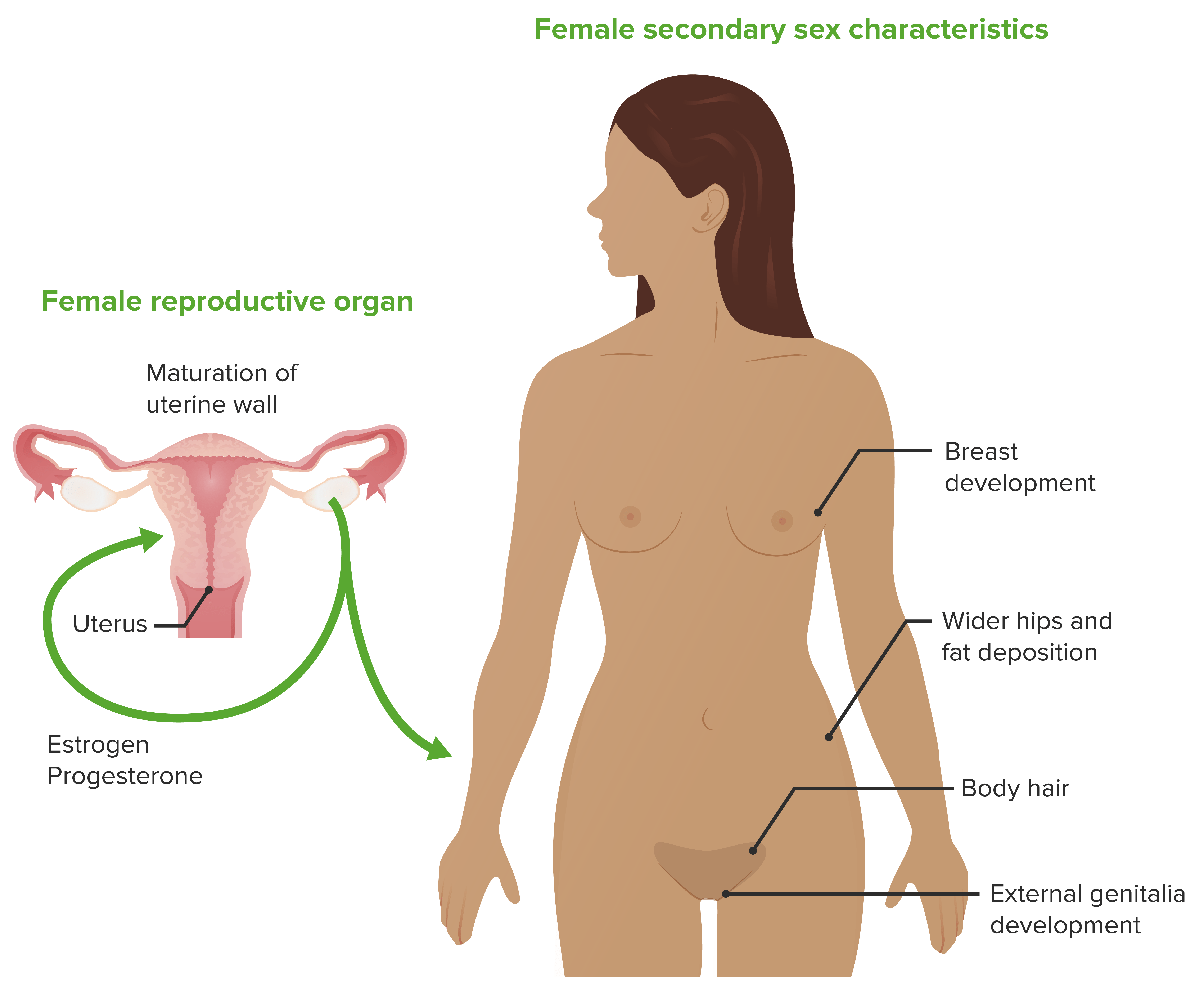 Female secondary sex characteristics
