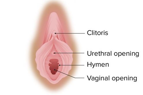 Female urethral opening