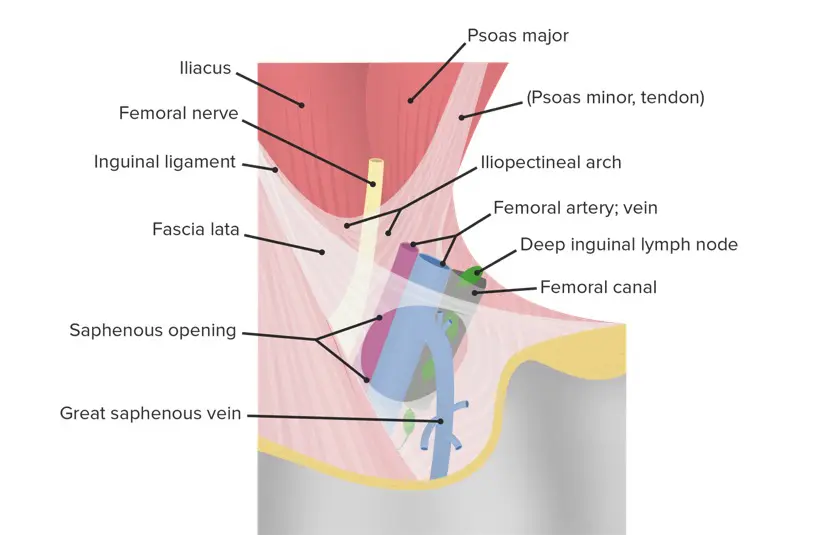 Femoral Region And Hernias Anatomy Lecturio Medical