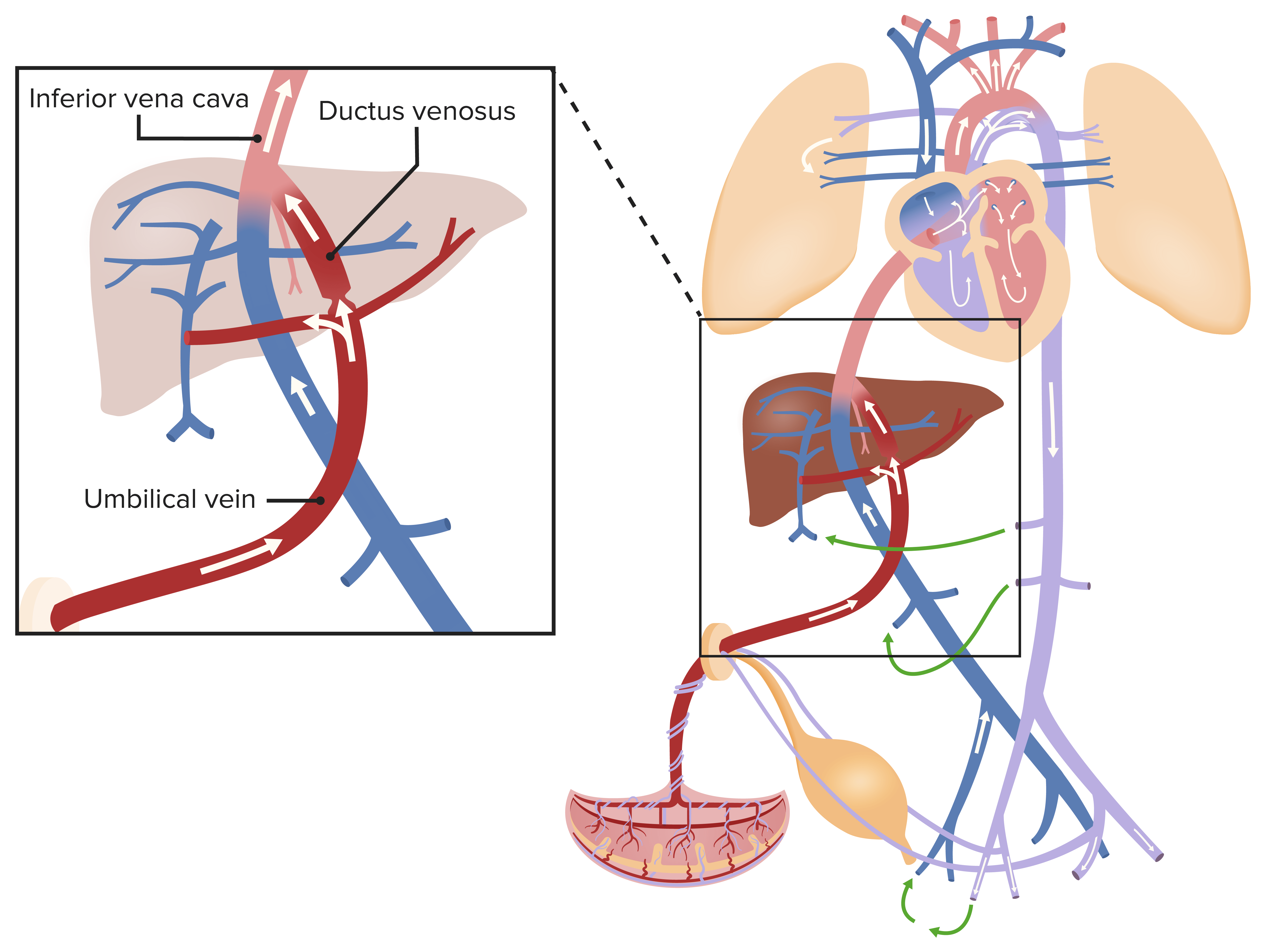 fetal ductus venosus