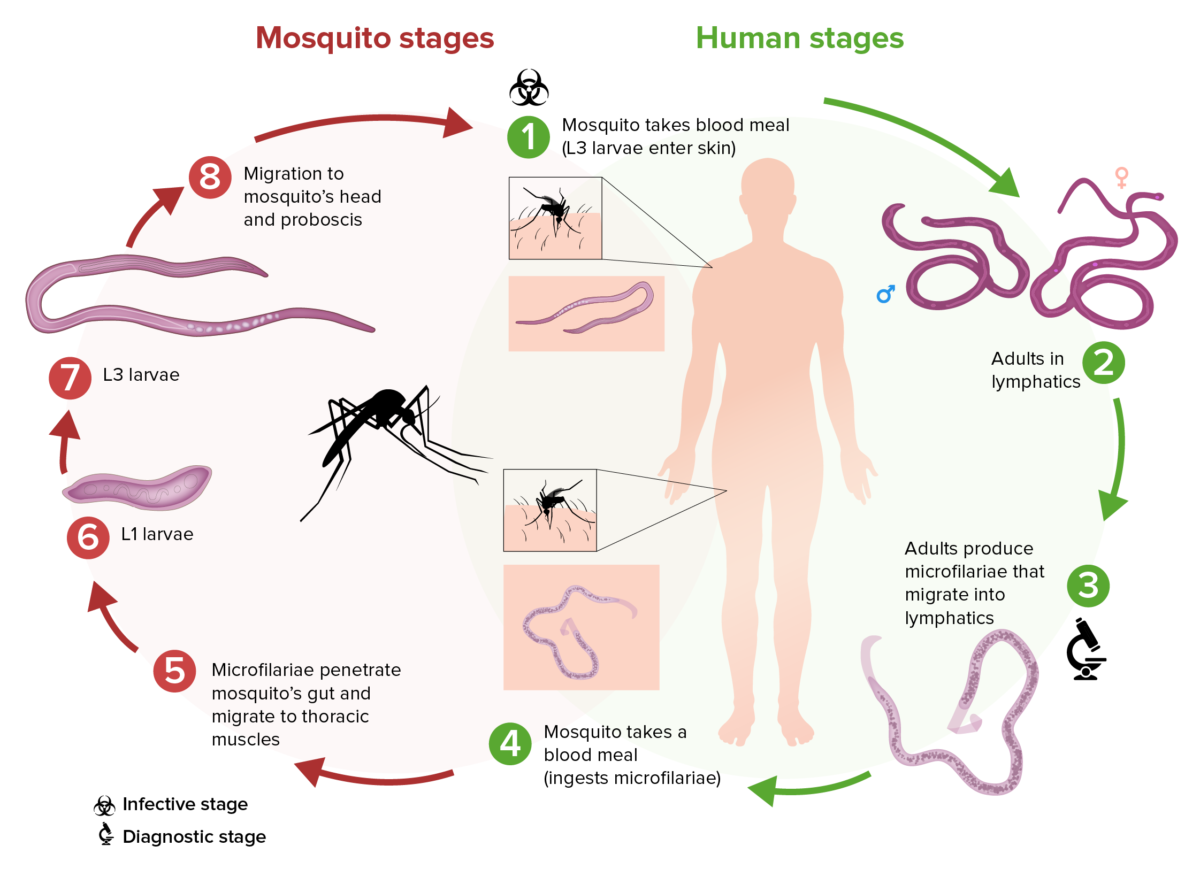 Filarial life cycle