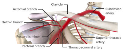 Axilla and Brachial Plexus: Anatomy | Concise Medical Knowledge