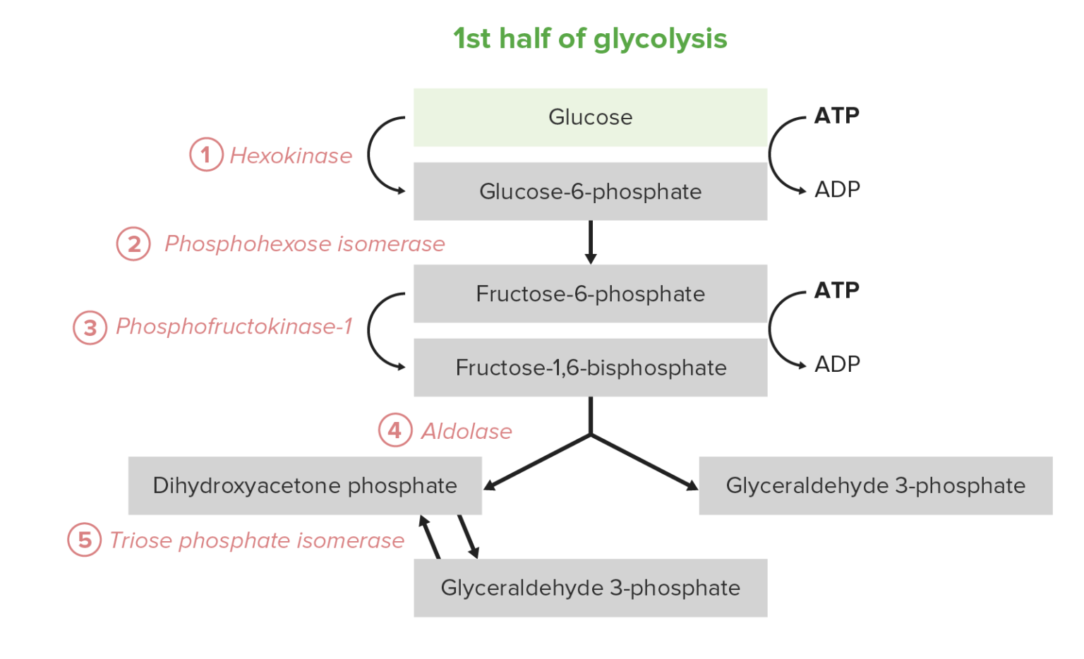 Glycolysis: Biochemistry [+video] - Lecturio Medical