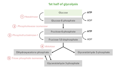 First half of glycolysis